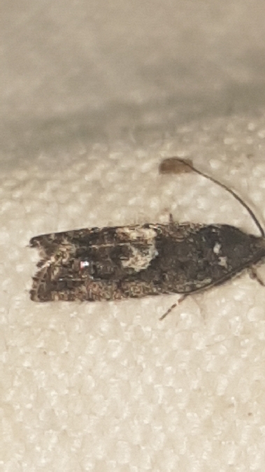 Pammene giganteana  - Melchior Viallet