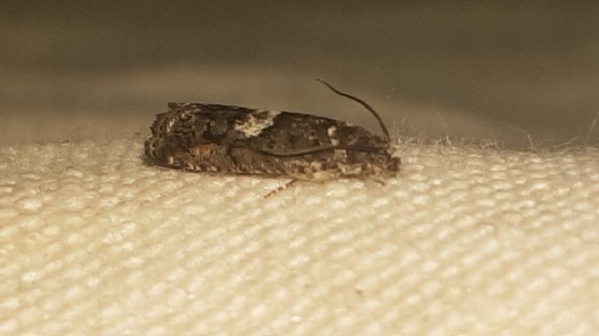 Pammene giganteana  - Melchior Viallet