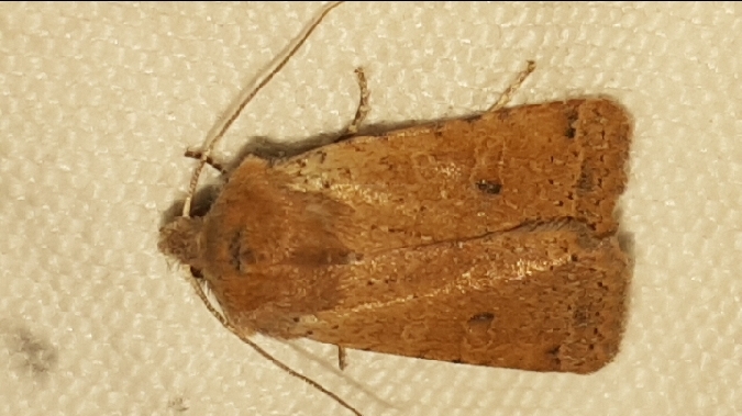 Spudaea ruticilla  - Melchior Viallet