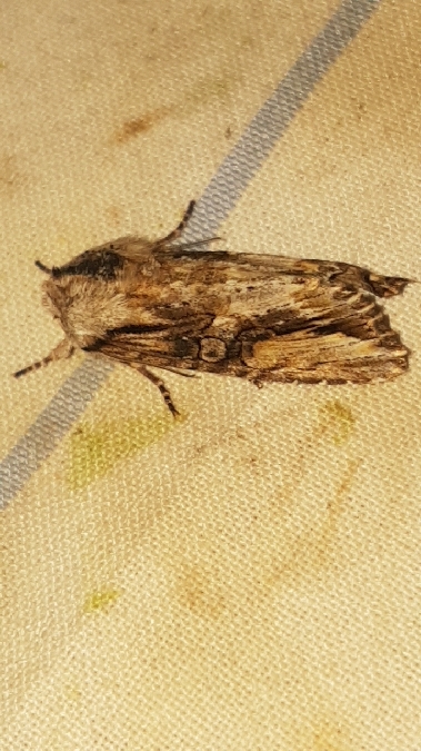 Egira conspicillaris  - Melchior Viallet