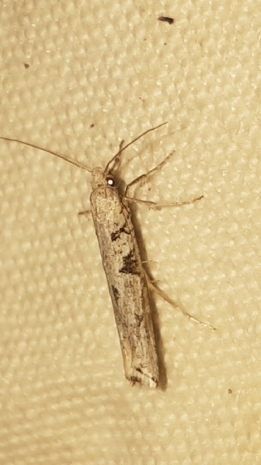 Distagmos ledereri  - Melchior Viallet