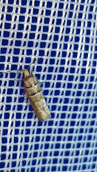 Pseudococcyx tessulatana  - Melchior Viallet