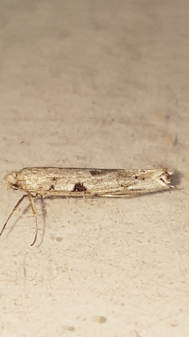 Distagmos ledereri  - Melchior Viallet