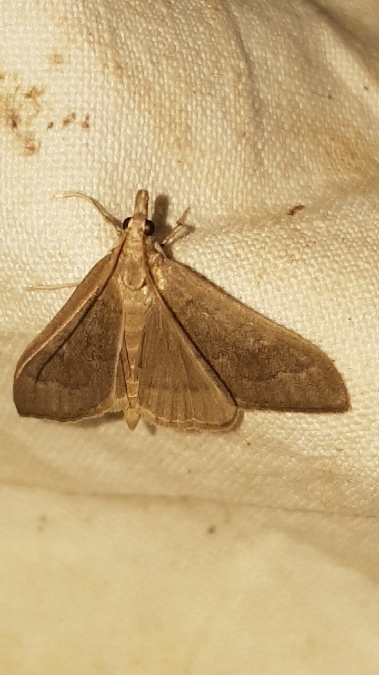 Mecyna asinalis  - Melchior Viallet