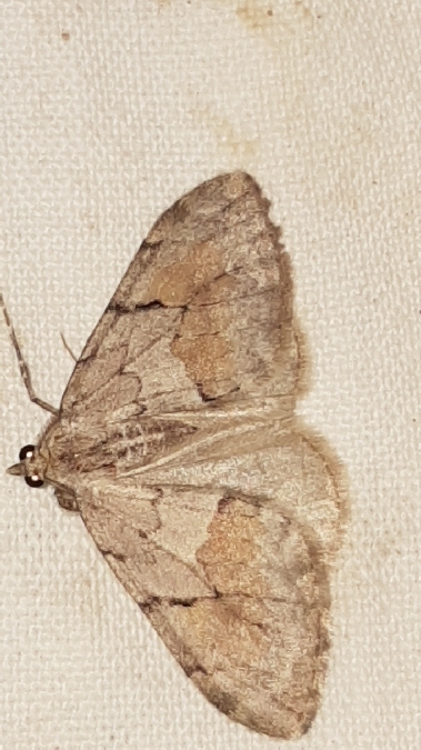 Pennithera ulicata  - Melchior Viallet