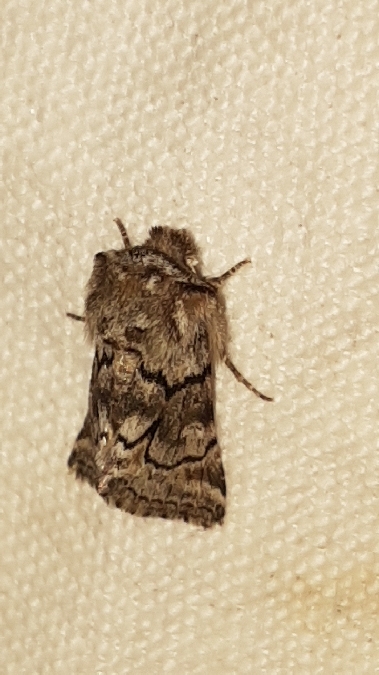 Cleonymia yvanii  - Melchior Viallet