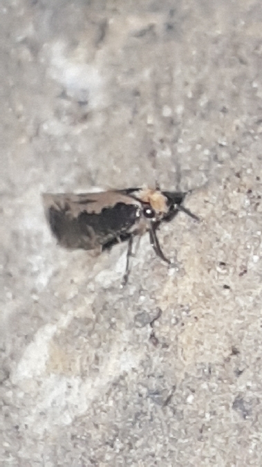 Monopis crocicapitella  - Melchior Viallet