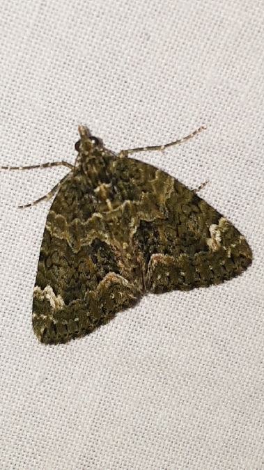 Chloroclysta siterata  - Melchior Viallet