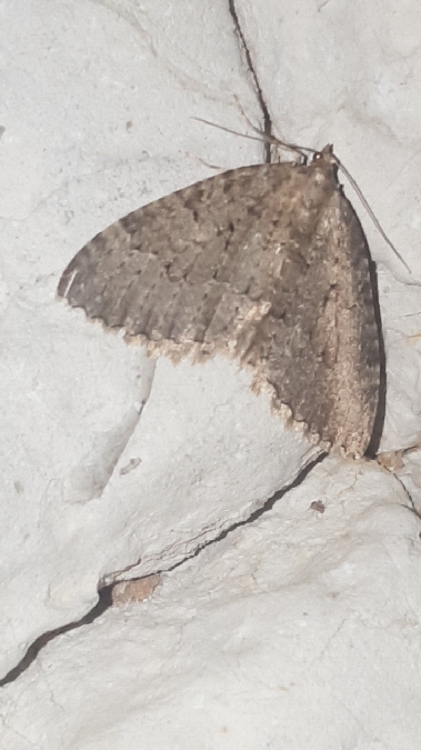 Cavernicole lustrée  - Melchior Viallet