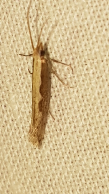 Plutella xylostella  - Melchior Viallet