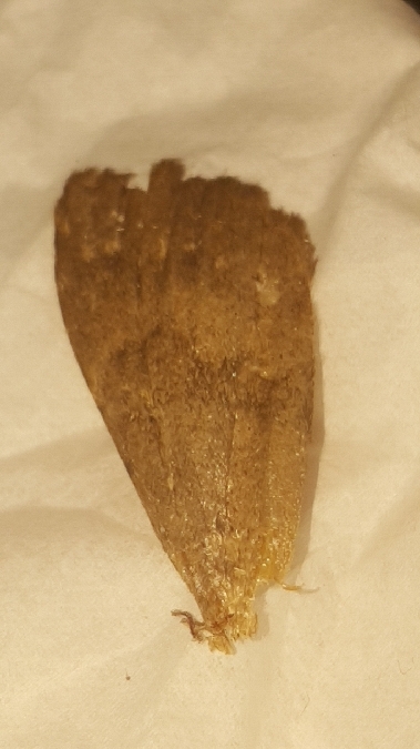 Apopestes spectrum  - Melchior Viallet