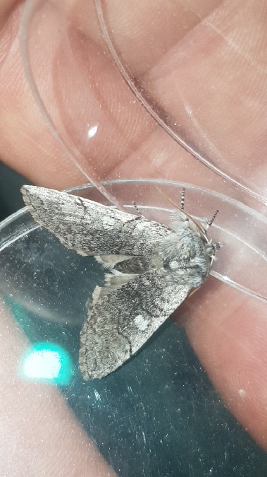 Flavicorne  - Melchior Viallet