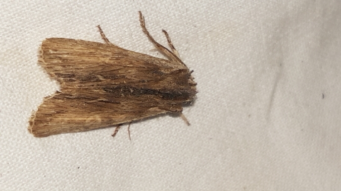Lithophane semibrunnea  - Melchior Viallet
