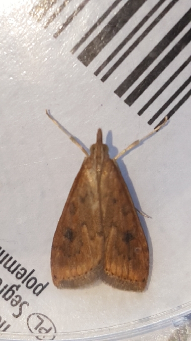 Udea ferrugalis  - Melchior Viallet