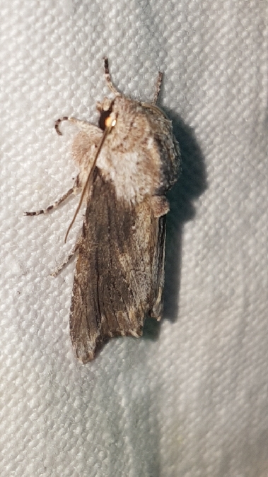 Egira conspicillaris  - Melchior Viallet
