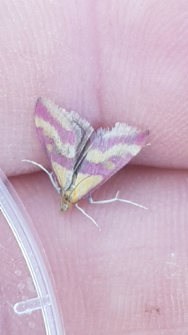 Pyrauste ensanglantée  - Melchior Viallet