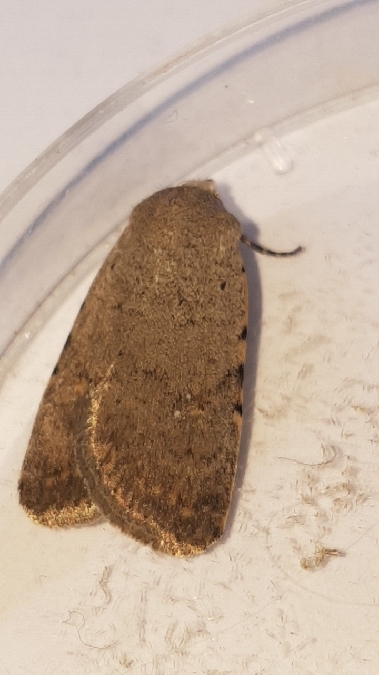 Caradrina flavirena  - Melchior Viallet