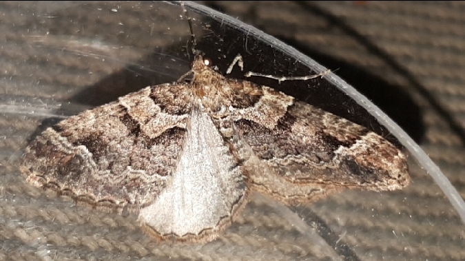 Catarhoe basochesiata  - Melchior Viallet