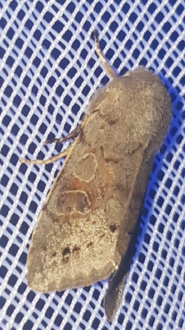 Orthosia populeti  - Melchior Viallet