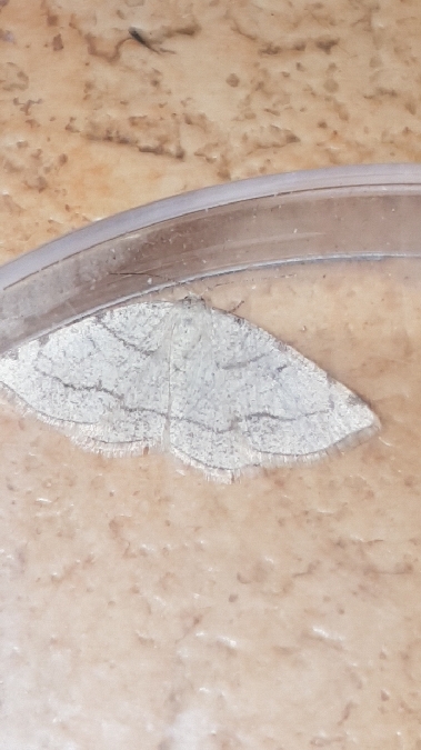 Stegania trimaculata  - Melchior Viallet