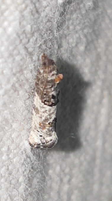 Phaneta pauperana  - Melchior Viallet