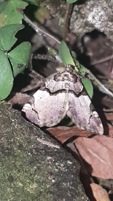 Anticlea derivata  - Melchior Viallet