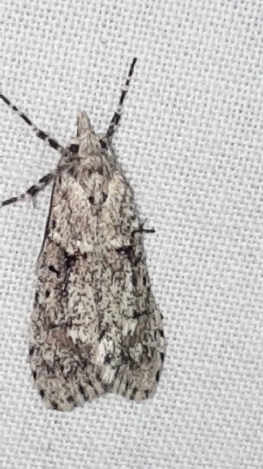Diurnea fagella  - Melchior Viallet