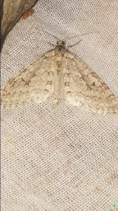 Trichopteryx carpinata  - Melchior Viallet