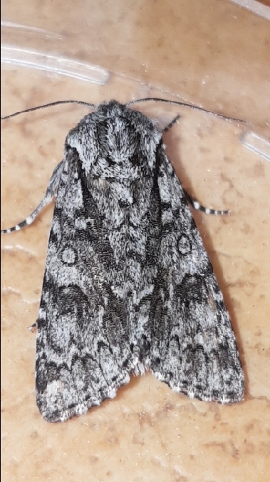Acronicta auricoma  - Melchior Viallet