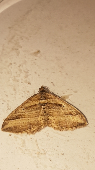 Costaconvexa polygrammata  - Melchior Viallet
