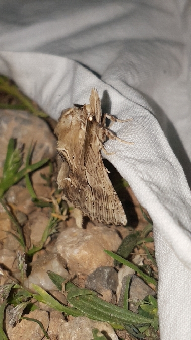 Museau  - Melchior Viallet