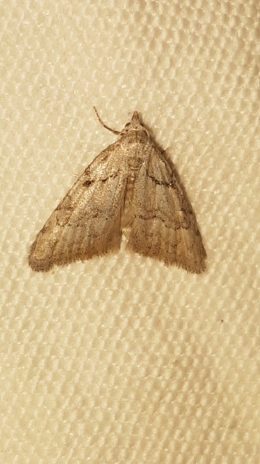 Nola thymula  - Melchior Viallet