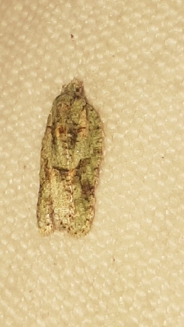 Acleris literana  - Melchior Viallet