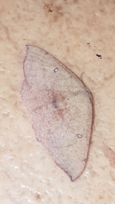 Cyclophora puppillaria  - Melchior Viallet