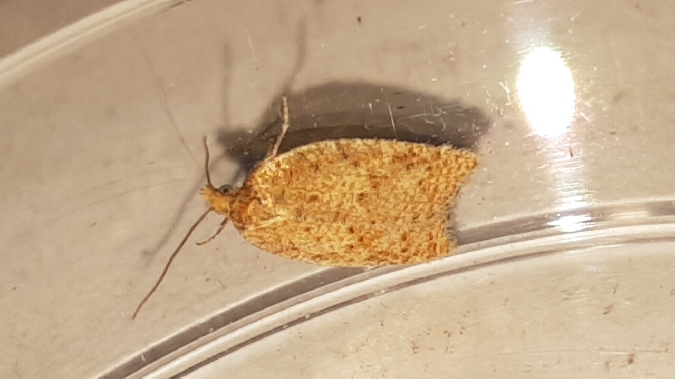 Acleris quercinana  - Melchior Viallet