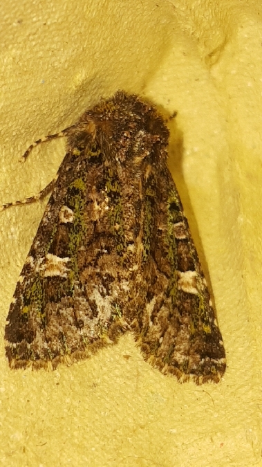 Valeria jaspidea  - Melchior Viallet