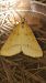 Aspitates ochrearia  - Melchior Viallet