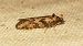 Cnephasia sp.  - Melchior Viallet
