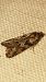 Cnephasia sp.  - Melchior Viallet
