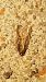 Acleris umbrana  - Melchior Viallet