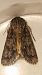 Acronicta auricoma  - Melchior Viallet