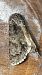 Acronicta auricoma  - Melchior Viallet