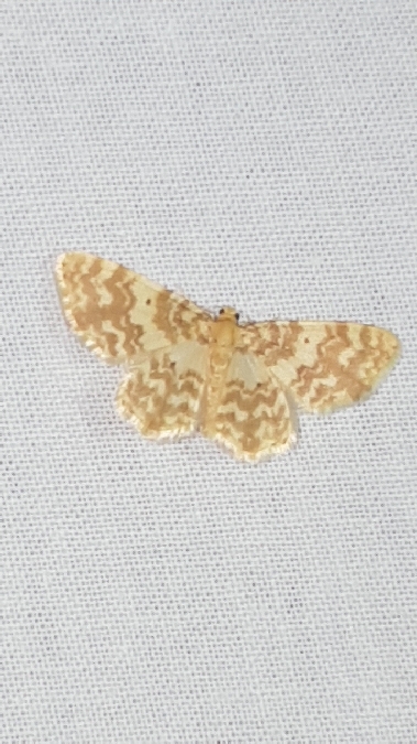 Hydrelia flammeolaria  - Melchior Viallet