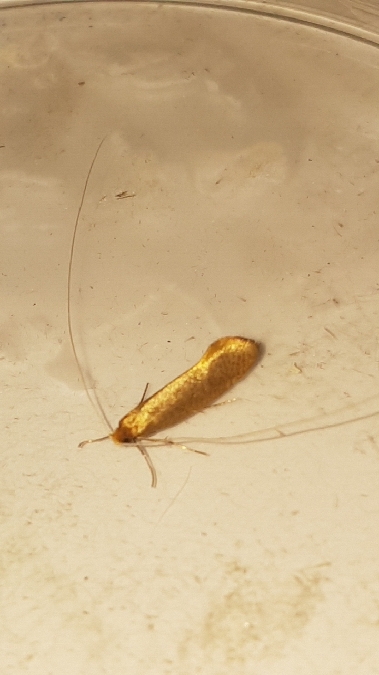 Nematopogon swammerdamella  - Melchior Viallet