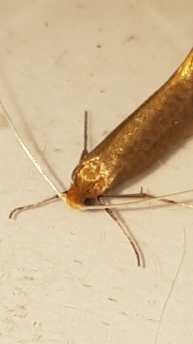 Nematopogon swammerdamella  - Melchior Viallet