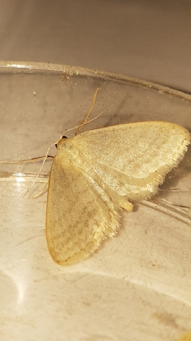 Idaea subsericeata  - Melchior Viallet