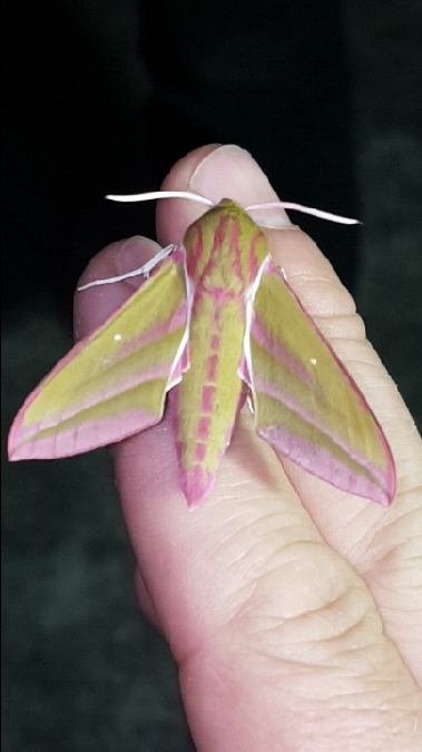 Grand Sphinx de la vigne  - Melchior Viallet