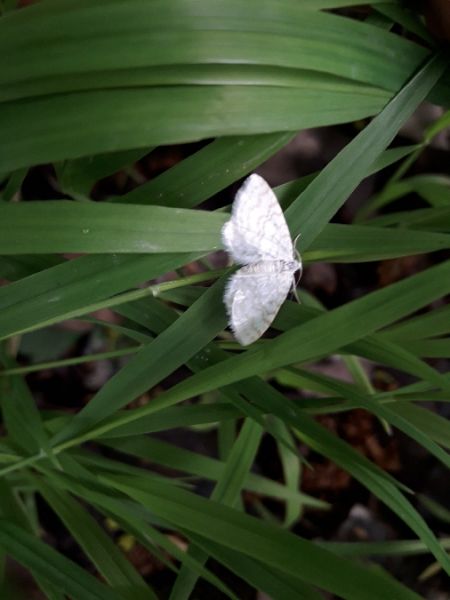 Asthena albulata  - Sylvain Lethuillier