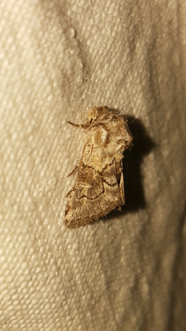 Cleonymia yvanii  - Melchior Viallet