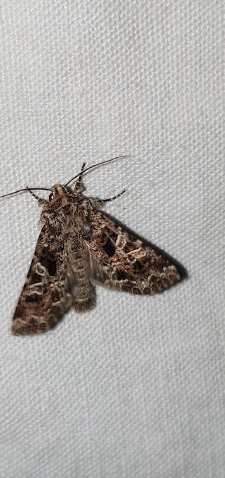 Hadena bicruris  - Melchior Viallet